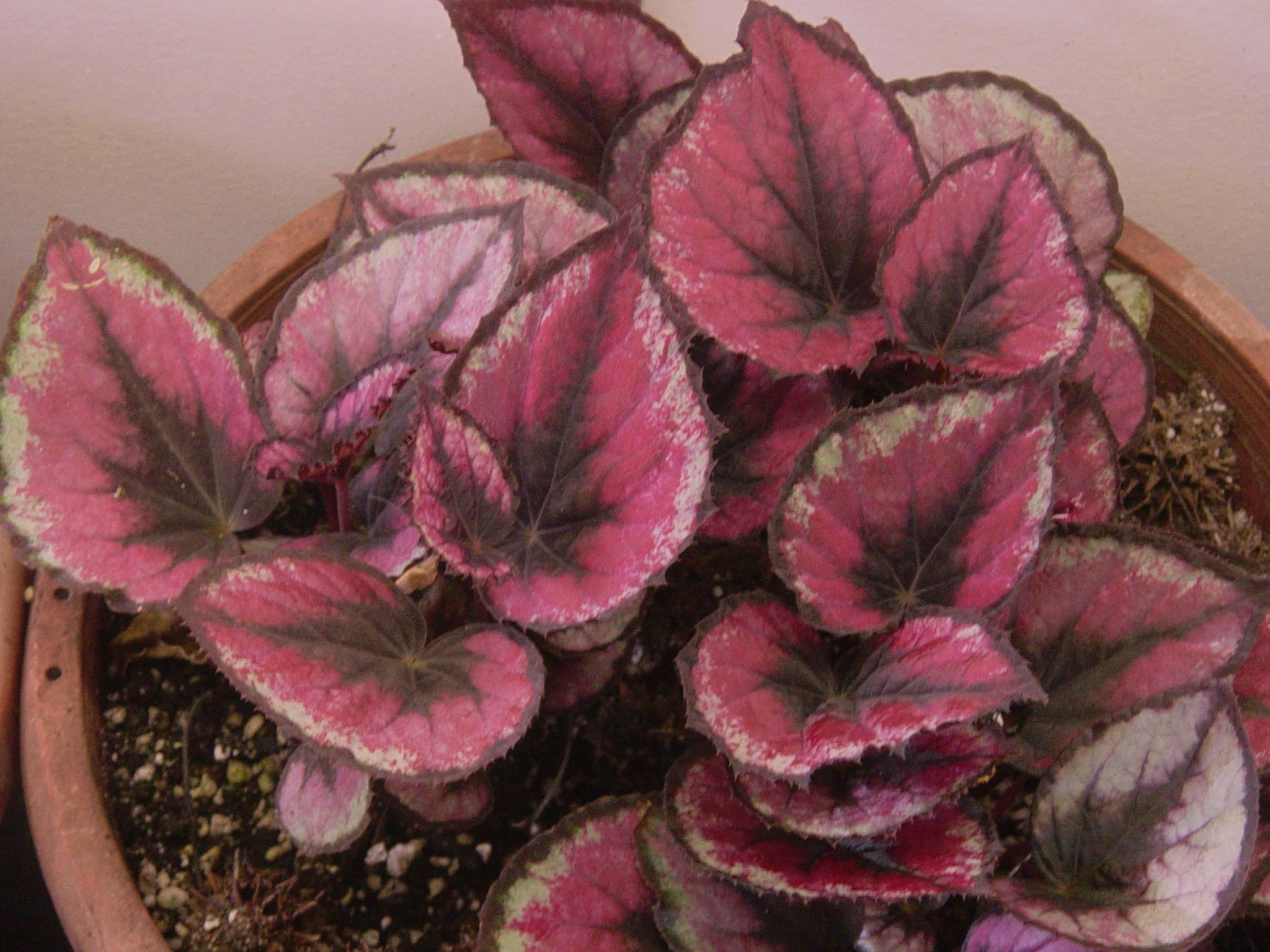 B. ‘Red Kiss’
